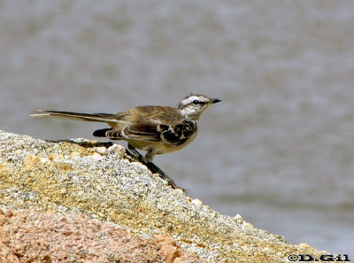CALANDRIA COMÚN (Mimus saturninus)  - Puerto del Buceo-MONTEVIDEO (Febrero 2010)